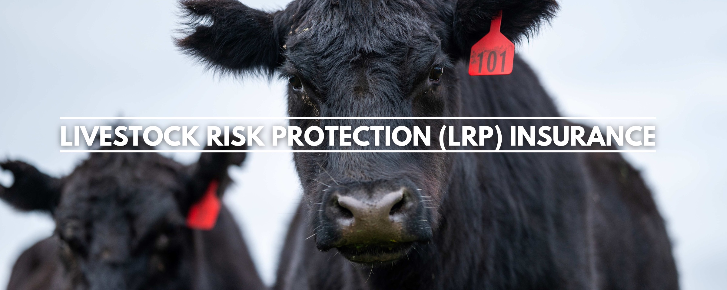 LRP- Livestock Risk Protection