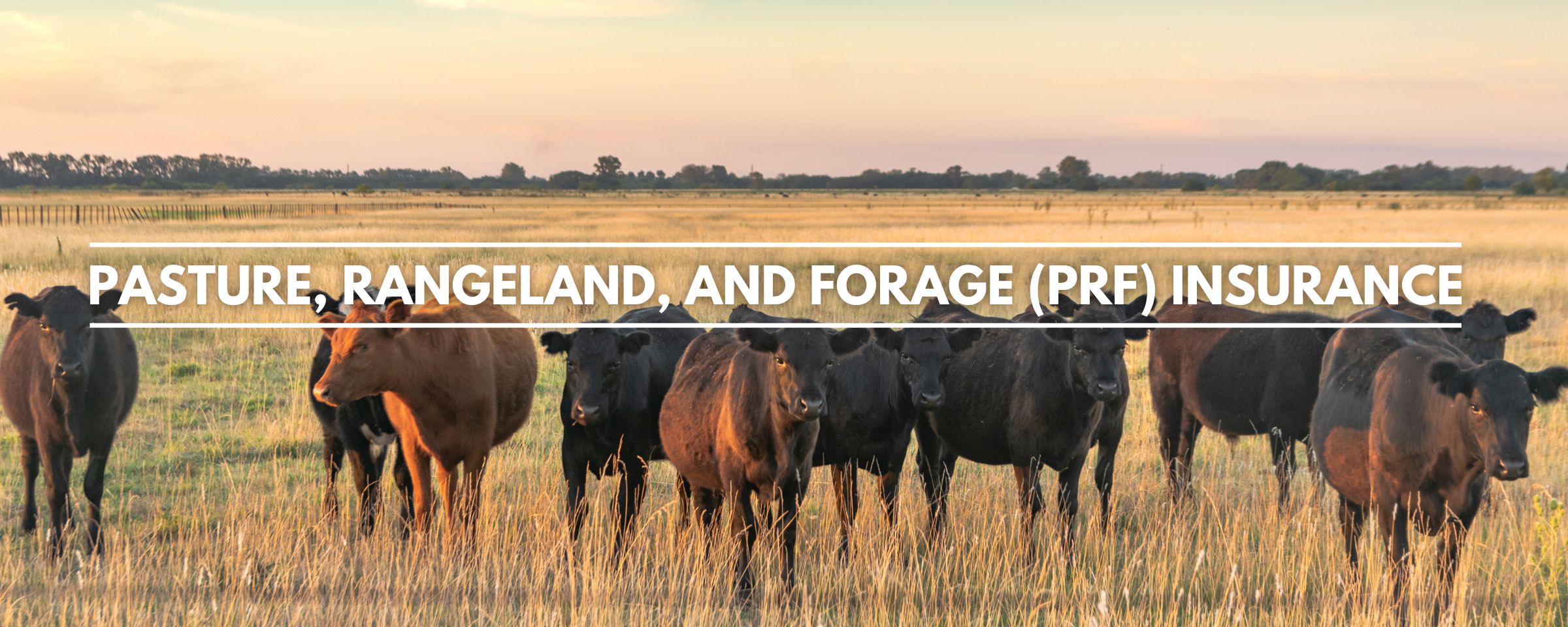 Pasture Rangeland Forage PRF