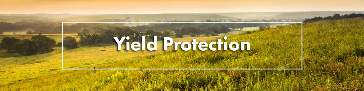 Yield Protection YP Silveus Crop Insurance