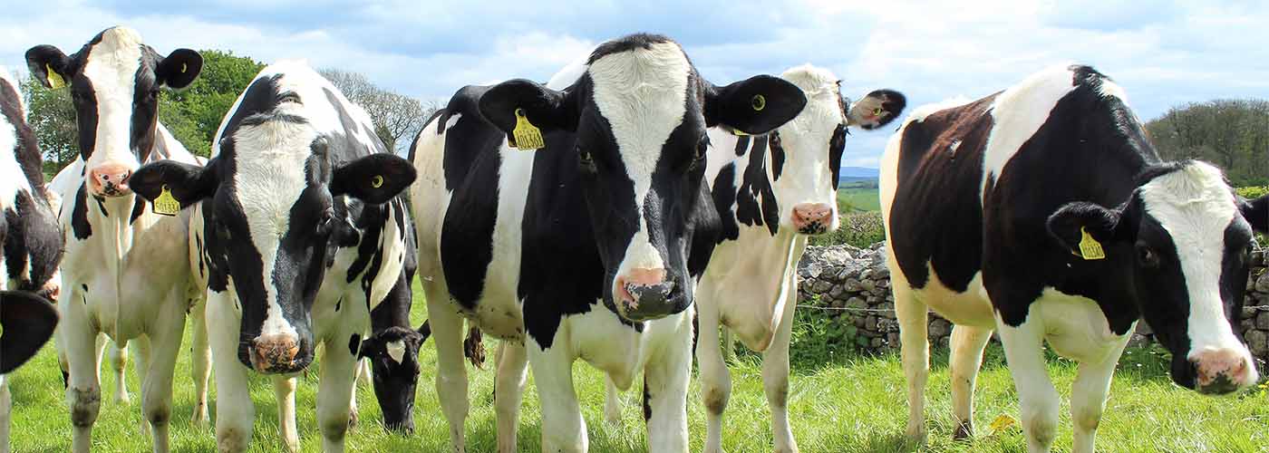 group of cows looking at the camera